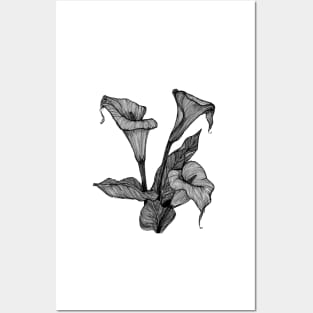 calla lily Posters and Art